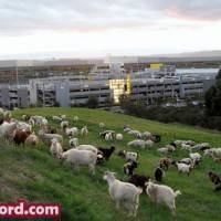 Goats at Googleplex