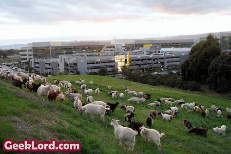 Goats at Googleplex